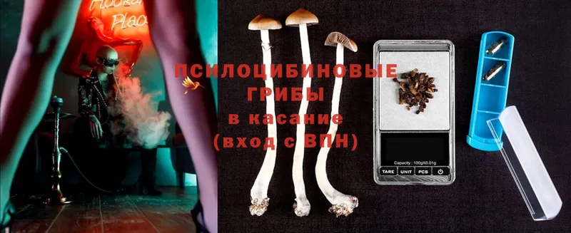 Псилоцибиновые грибы Cubensis  Колпашево 